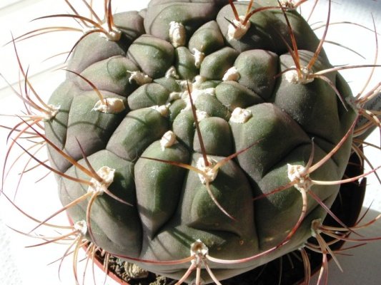 Gymnocalycium_ pflanzii